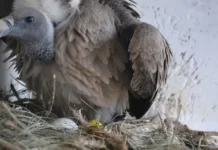 How Keeping DJs Out of Weddings Is Saving Vultures in This Maharashtra Village