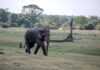 Sri Lanka investigates death of legendary elephant Kawanthissa