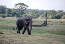 Sri Lanka investigates death of legendary elephant Kawanthissa