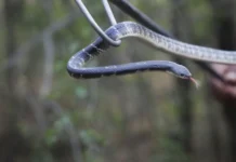 Expert Insights: We Can’t Keep Snakes Out of Every Home. But We Can Make Encounters Safer
