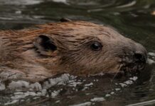 How beavers are protecting West London from flooding