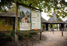 Zookeeper dies after being attacked by leopard, safari park says