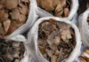 Wildlife Trafficking May Start With a Cute Post Online: Here is How You Can Help Stop Illegal Trade