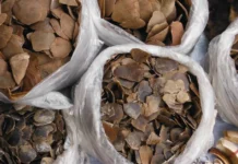 Wildlife Trafficking May Start With a Cute Post Online: Here is How You Can Help Stop Illegal Trade