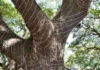 ‘Don’t Turn Trees Into Light Poles’: How Mysuru Is Rethinking Festive Decorations