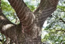 ‘Don’t Turn Trees Into Light Poles’: How Mysuru Is Rethinking Festive Decorations