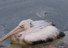 Maggots and a Lingering Stench: What May Have Caused Doddagubbi Lake’s Fish Kill