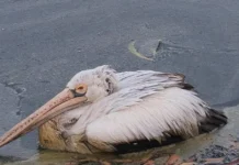 Maggots and a Lingering Stench: What May Have Caused Doddagubbi Lake’s Fish Kill