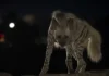 Hyenas Spotted Near Homes in Bengal: This Team Is Teaching 1000 Villagers How to React