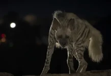 Hyenas Spotted Near Homes in Bengal: This Team Is Teaching 1000 Villagers How to React