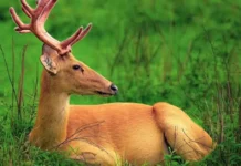 4 Assam Villages Are Turning 1044 Bighas of Grazing Land Into a Forest Reserve to Protect 150 Deer