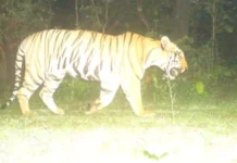 This Chhattisgarh Tiger Reserve Is Reopening for Safaris After 40 Years: Spot Tigers & Rare Otters