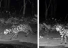 2 Researchers Built a Pond for Thirsty Wildlife & Ended up Filming Goa’s First Leopard Cat Footage