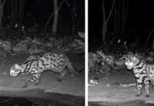 2 Researchers Built a Pond for Thirsty Wildlife & Ended up Filming Goa’s First Leopard Cat Footage