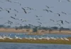 Why Thousands of Migratory Birds Fly Across Countries to 2 Man-Made Reservoirs in Bihar