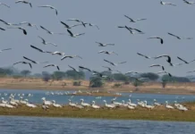 Why Thousands of Migratory Birds Fly Across Countries to 2 Man-Made Reservoirs in Bihar