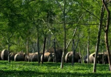 Putting GPS on Just 5 Elephants Is Helping Assam Keep Wildlife & People at a Safe Distance
