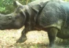 From 5 Rhinos in 1984 to a Free-Ranging Experiment: What Dudhwa Is Teaching India