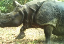 From 5 Rhinos in 1984 to a Free-Ranging Experiment: What Dudhwa Is Teaching India