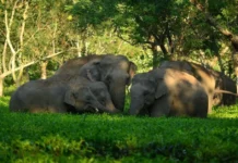 North Bengal’s Tea Estates Now Have Far Less Razor Wire in Elephant Corridors. Here’s What Changed