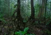 Smaller Than a Playground, These Tiny Forests Hold Water, Feed Streams & Give 200+ Butterfly Species a Home