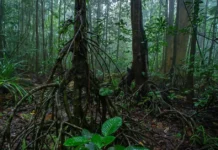 Smaller Than a Playground, These Tiny Forests Hold Water, Feed Streams & Give 200+ Butterfly Species a Home