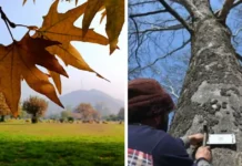 Why Kashmir’s Chinar Trees Turn Fiery Red Every Autumn While Many Indian Trees Stay Green