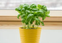 Army Major-Turned-Gardener Shares 6 Easy Steps to Grow Fresh Basil in a Small Pot at Home