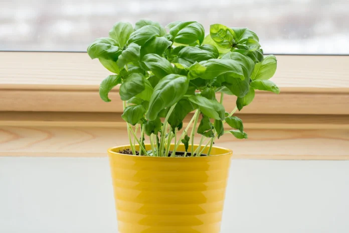 grow-basil-at-home-2026-10-13-17-33-11.jpg