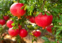 Delhi Gardener’s Step-by-Step Guide to Growing Pomegranates on Your Balcony This October