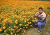 ‘The Key Is Ensuring the Soil Doesn’t Retain Too Much Water’: 6 Tips to Grow Marigolds at Home