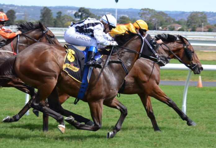 horse-Australia.jpg