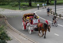 New York votes to end horse-drawn carriage rides
