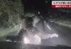 Bear Rams Car in Hokkaido