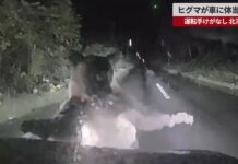 Bear Rams Car in Hokkaido