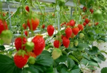 With 10,000 Strawberry Plants, Mizoram’s Pi Mari-i Earns a Place Among UN’s 100 Women Heroes