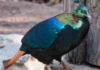 Tourists, Traffic & Pilgrims Are Making the Himalayas Noisier. This Uttarakhand State Bird Is Adapting