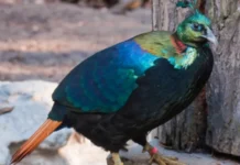 Tourists, Traffic & Pilgrims Are Making the Himalayas Noisier. This Uttarakhand State Bird Is Adapting