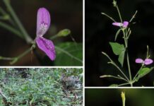 In Pics | 5 New Flowering Plants, From the Western Ghats to the Northeast, Identified in India