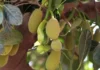 Jackfruit Peel Could Help Clean Water: NIT Rourkela Team Removes 90% of Harmful Fluoride