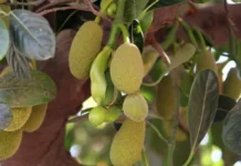 Jackfruit Peel Could Help Clean Water: NIT Rourkela Team Removes 90% of Harmful Fluoride