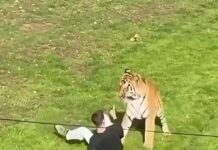 Man fatally mauled by tiger prayed, bowed down to big cat inside UK wildlife enclosure after stranger tried to pull him back