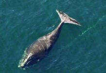 Meet the critically endangered whale that refuses to die