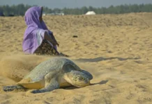 One Olive Ridley Travelled 6,719 Km in 271 Days. Satellite Tags Are Mapping Its Journey to Odisha