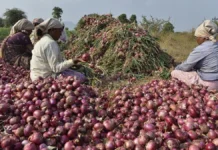 Onion Inflation Rose From 22.5% in July to 48.3% in August. Here’s Why