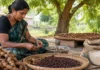A Seed That’s Over 70% Kernel Has Helped Size Indian Cotton Since 1943: Meet the Tamarind
