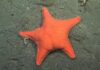 Deep-sea scientists discover creature eerily similar to Spongebob’s friend as well as dozens of new species: Photos