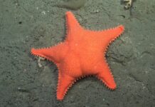 Deep-sea scientists discover creature eerily similar to Spongebob’s friend as well as dozens of new species: Photos