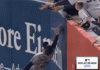 Anthony Volpe’s homer overturned in Yankee Stadium fan controversy