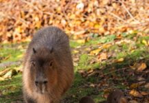 Zoo welcomes capybara triplets after ‘steamy’ love triangle drama: ‘Something from a soap opera’